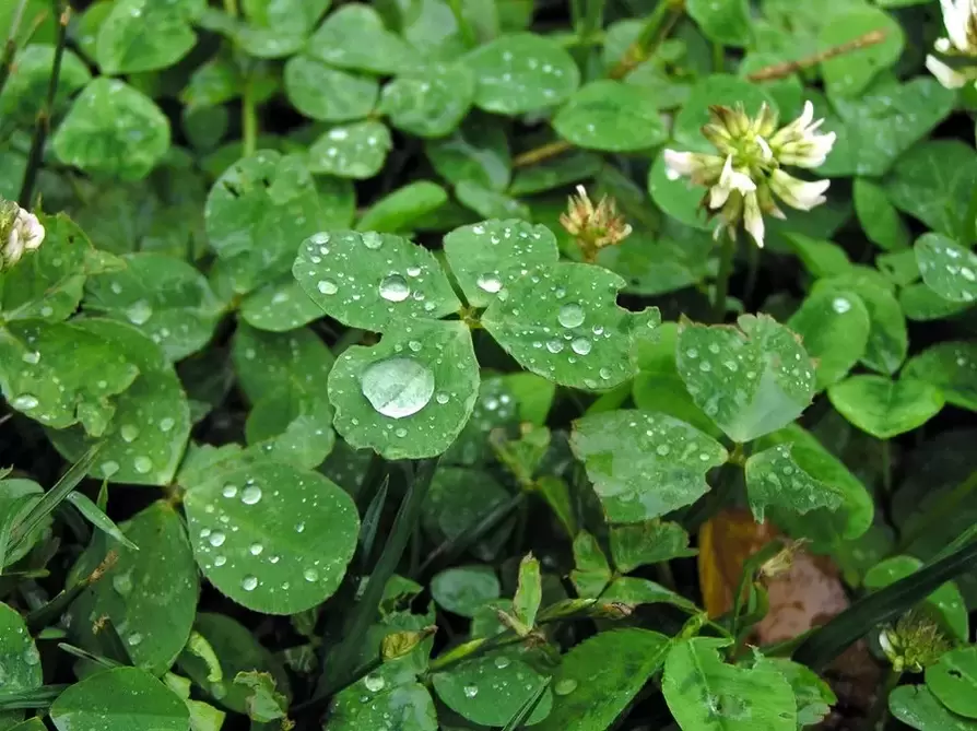 the charm of happiness — a four-leaf clover