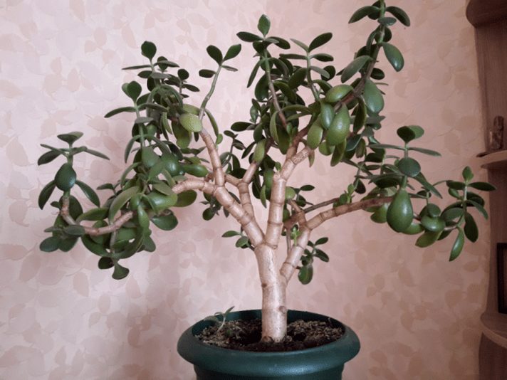 a money tree as a talisman for happiness