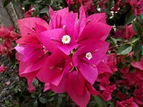 bougainvillea to attract happiness