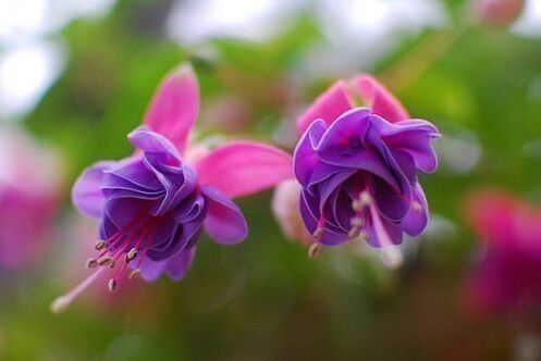 fuchsias to attract happiness